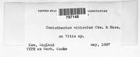 Image of Coniothyrium ampelopsidis-hederaceae